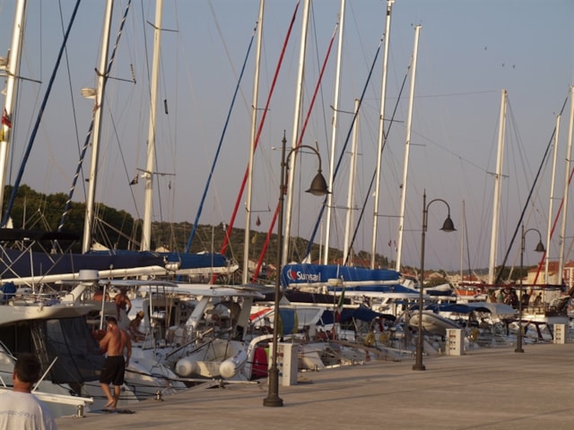 SMOJINA STOTKA, VELA I MALA LUKA DALMACIJE